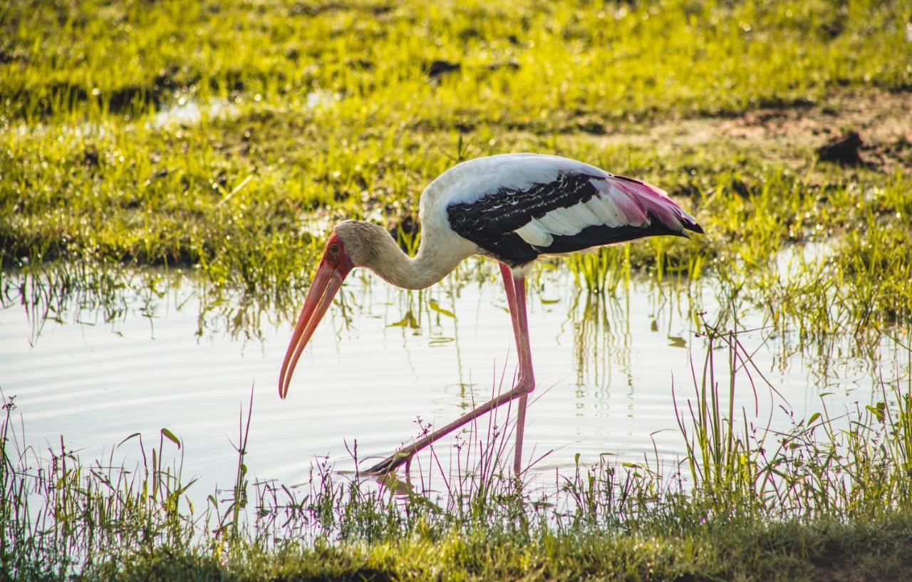 Birds Paradise Yala & Safari Tissamaharama Zewnętrze zdjęcie