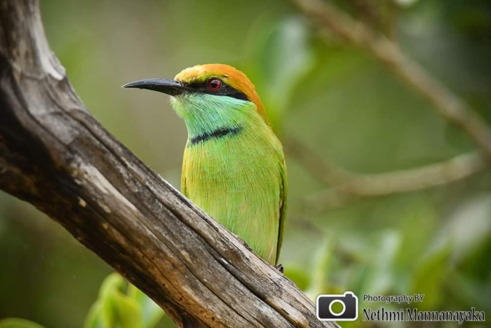Birds Paradise Yala & Safari Tissamaharama Zewnętrze zdjęcie